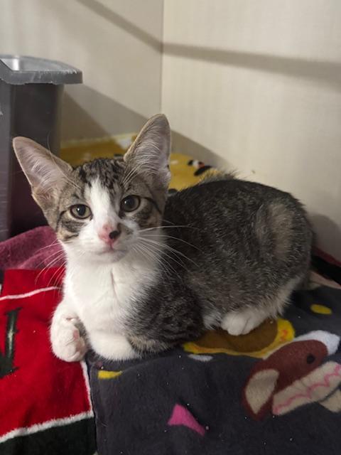 Zero and Bupkiss, a Adoptable Domestic Short Hair in Hutchinson, MN image 3/6