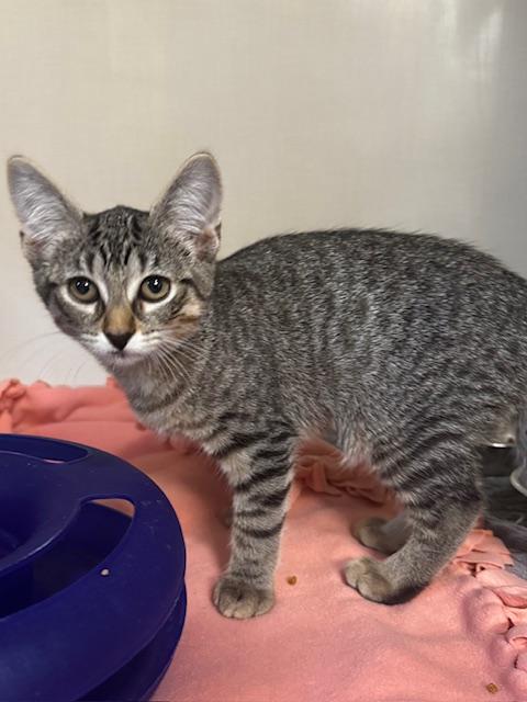 Zero and Bupkiss, a Adoptable Domestic Short Hair in Hutchinson, MN image 4/6