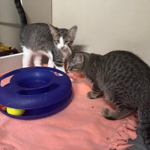 Zero and Bupkiss, Adoptable, Young Male Domestic Short Hair.