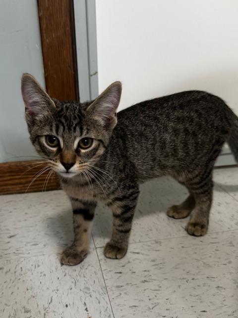 Zero and Bupkiss, a Adoptable Domestic Short Hair in Hutchinson, MN image 2/6