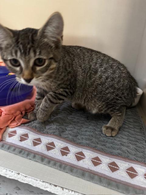 Zero and Bupkiss, a Adoptable Domestic Short Hair in Hutchinson, MN image 6/6