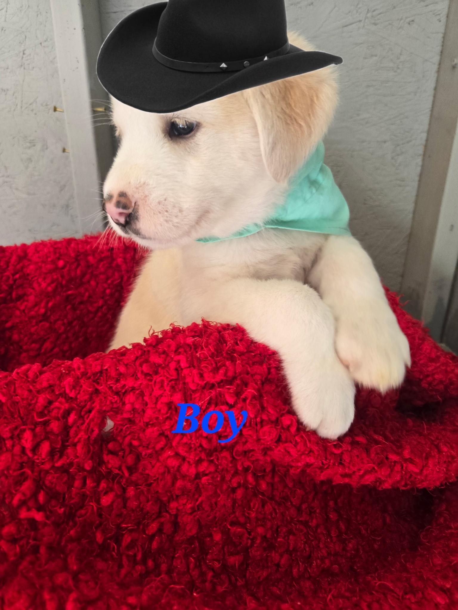 Charlie, adopted, Puppy Male Great Pyrenees & Golden Retriever.