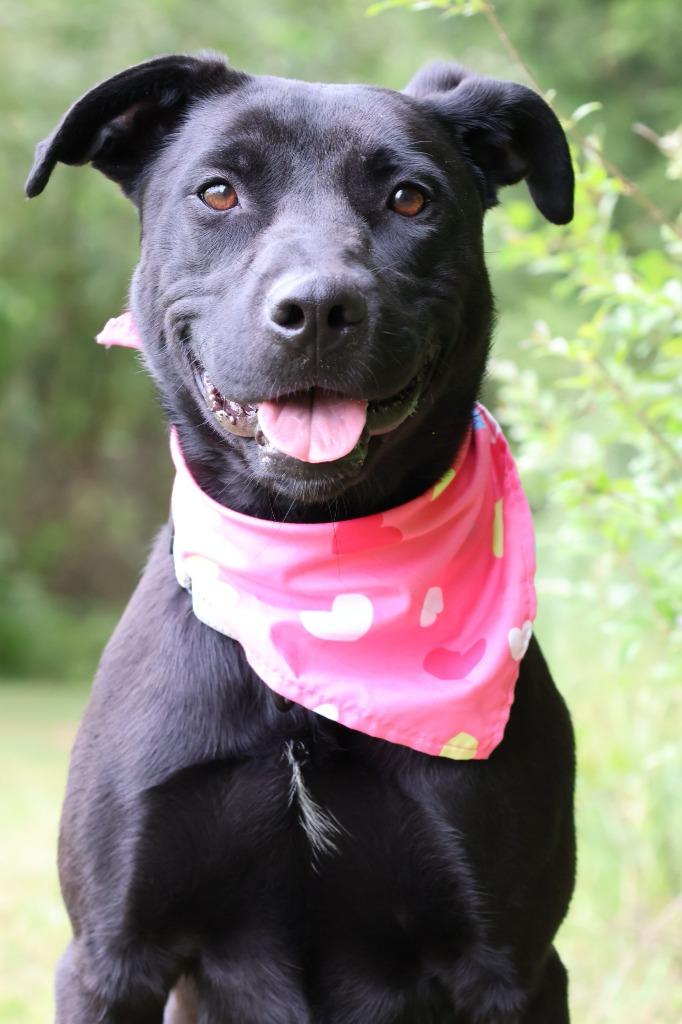 Enlarge Kiwi, a Adoptable mixed breed in Columbia, TN image 1/6