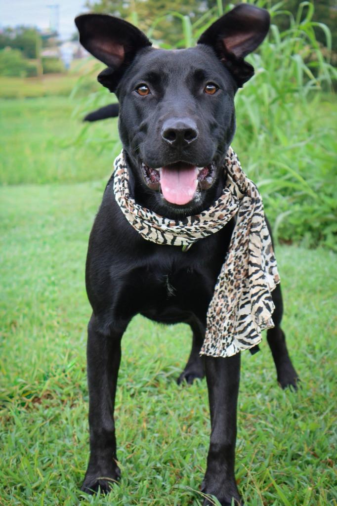 Enlarge Kiwi, a Adoptable mixed breed in Columbia, TN image 2/6