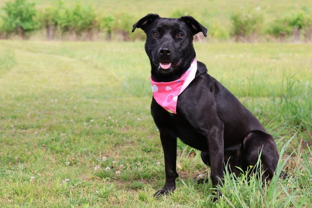 Enlarge Kiwi, a Adoptable mixed breed in Columbia, TN image 3/6
