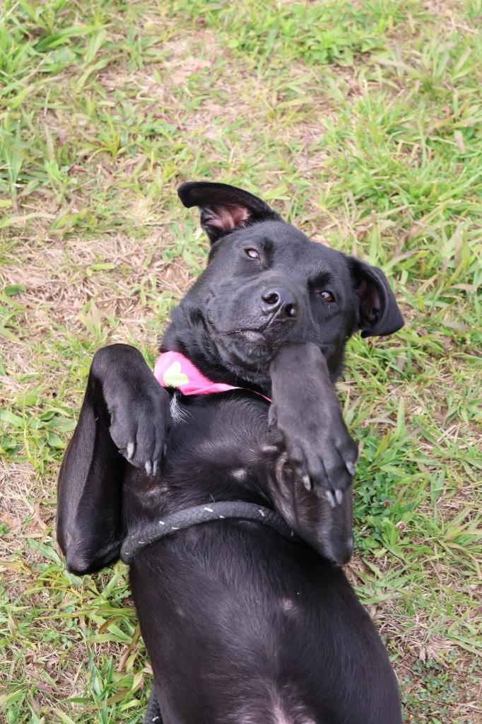 Enlarge Kiwi, a Adoptable mixed breed in Columbia, TN image 4/6