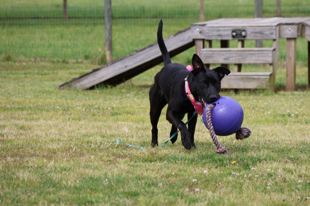 Enlarge Kiwi, a Adoptable mixed breed in Columbia, TN image 5/6
