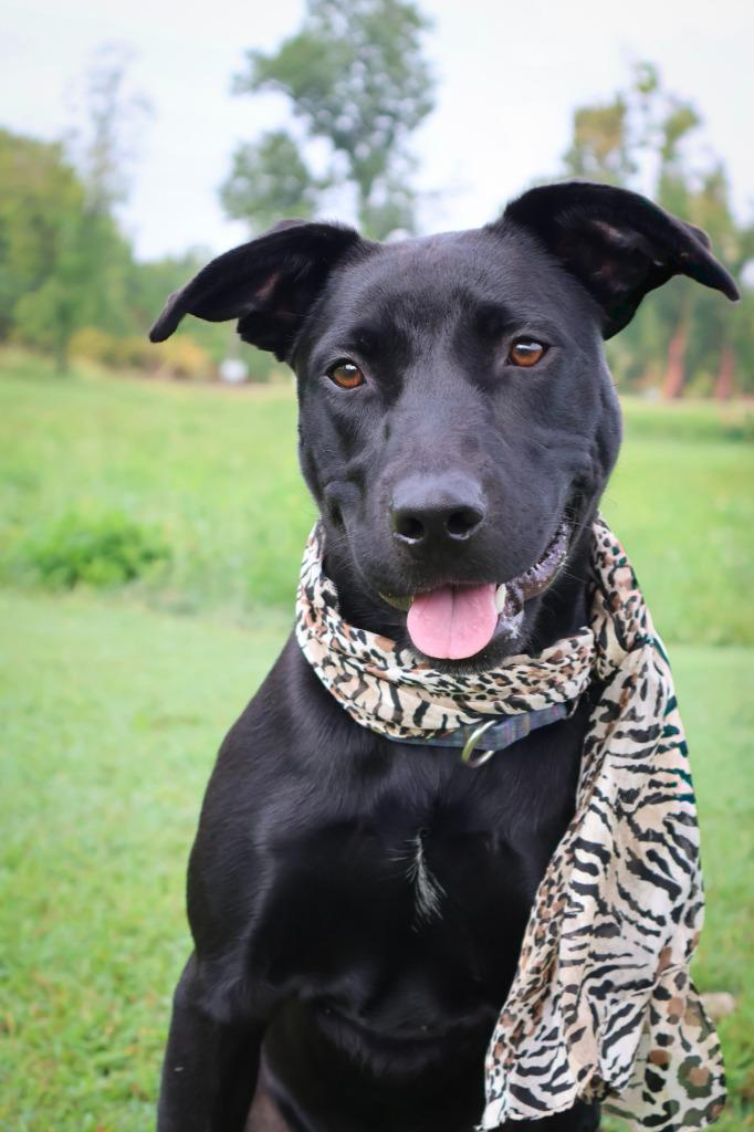 Enlarge Kiwi, a Adoptable mixed breed in Columbia, TN image 6/6