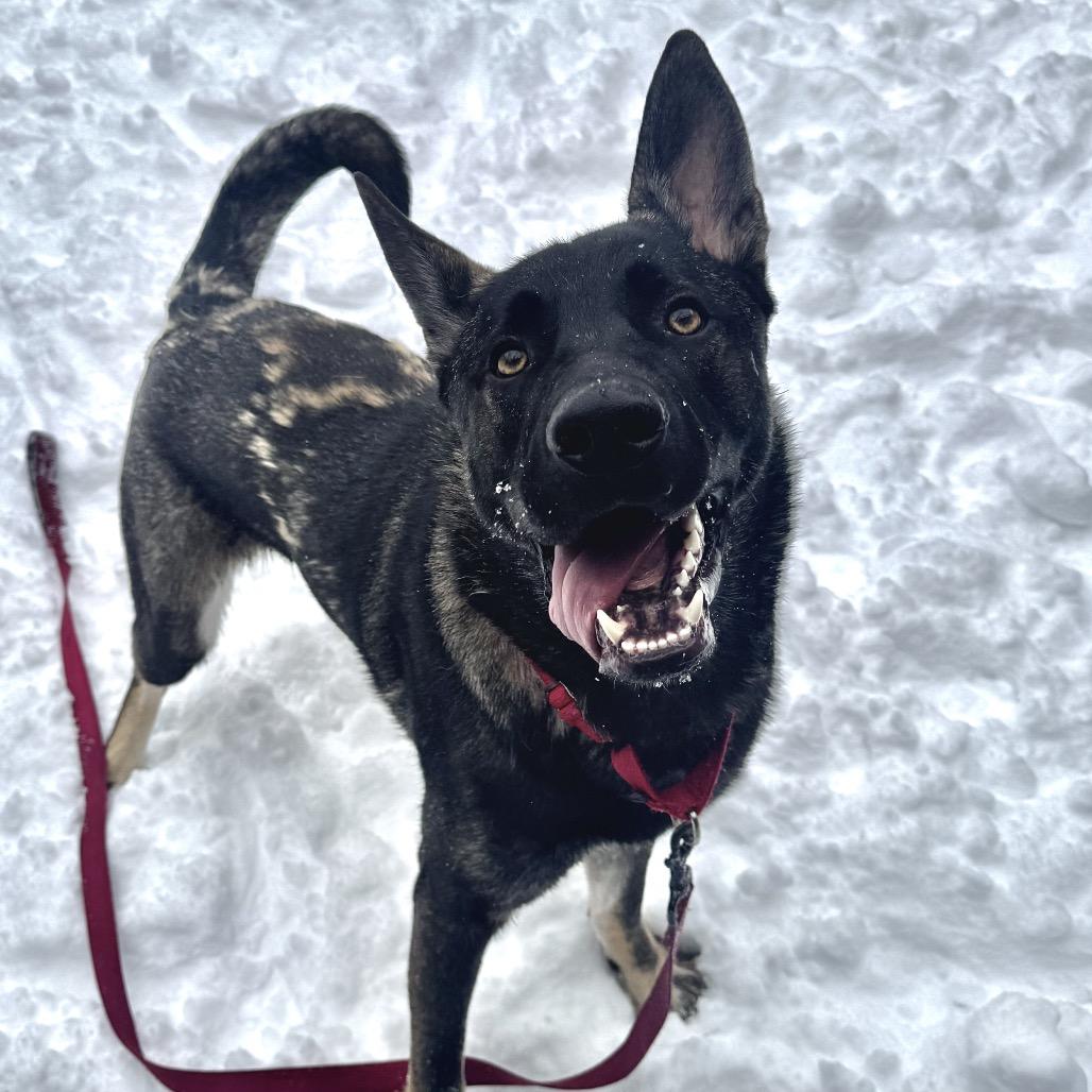 Alfalfa, Adoptable, Young Male Mixed Breed.