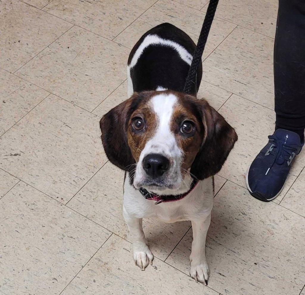 Susan, Adoptable, Adult Female Beagle.