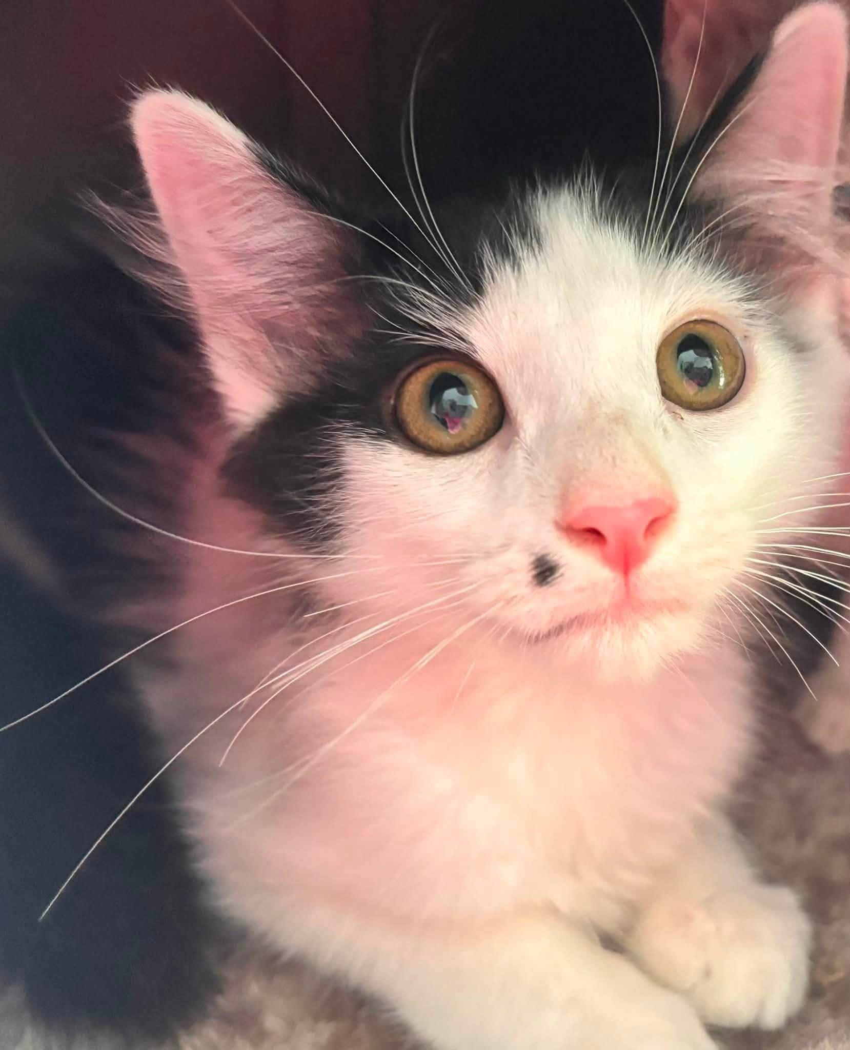 Pumpkin and Munchkin - Bonded Kittens, a Adoptable Domestic Short Hair in Enfield, CT image 1/6