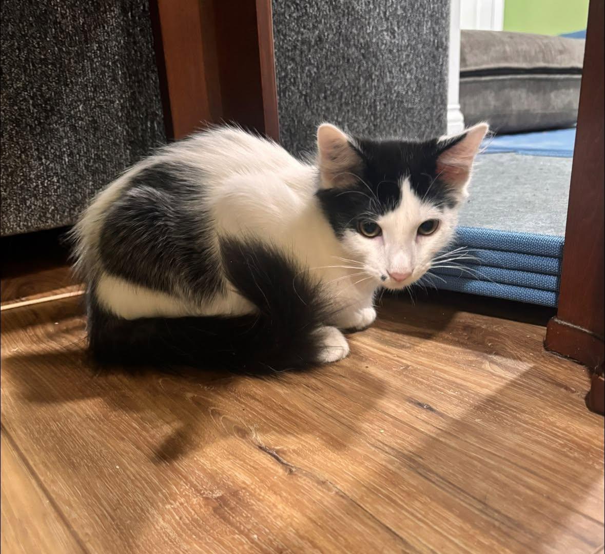 Enlarge Pumpkin & Munchkin - Kitten Bonded, a Adoptable Domestic Short Hair in Enfield, CT image 1/6
