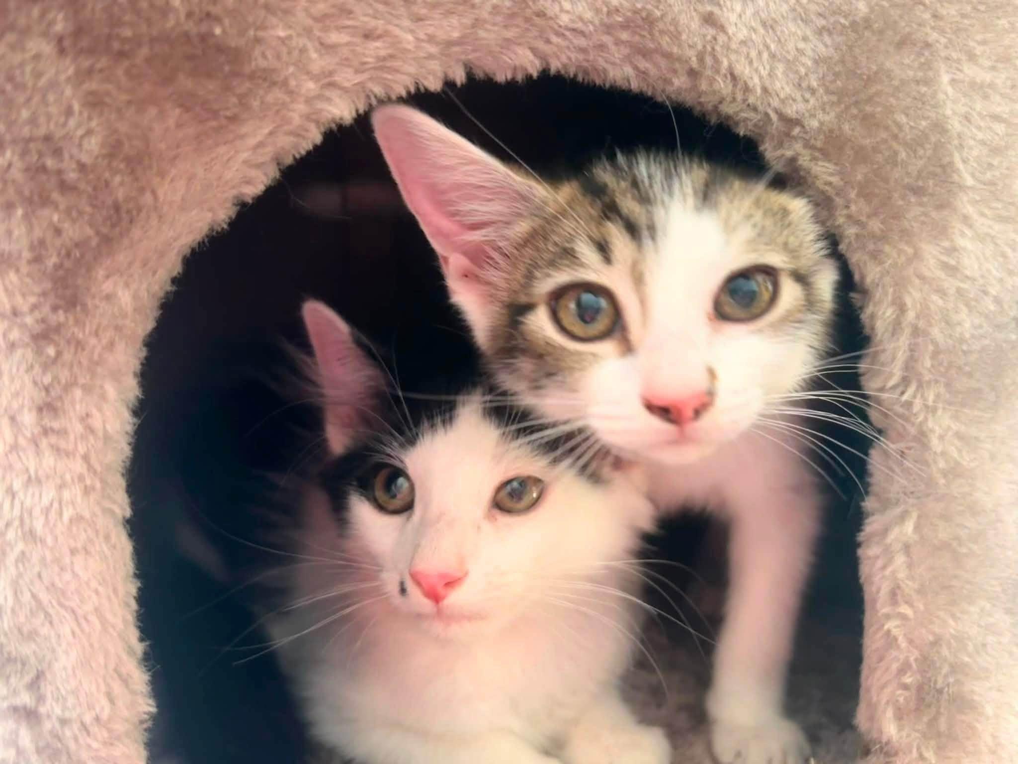 Pumpkin and Munchkin - Bonded Kittens, a Adoptable Domestic Short Hair in Enfield, CT image 2/6