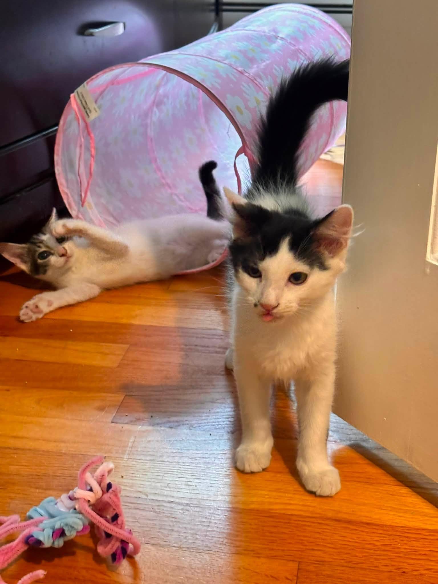 Pumpkin and Munchkin - Bonded Kittens, a Adoptable Domestic Short Hair in Enfield, CT image 3/6