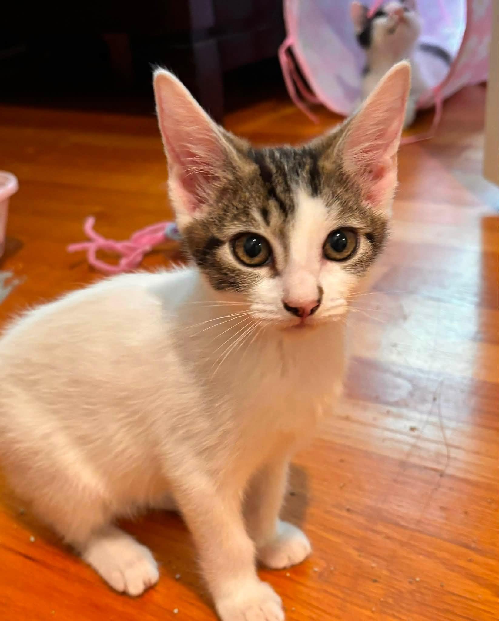 Pumpkin and Munchkin - Bonded Kittens, a Adoptable Domestic Short Hair in Enfield, CT image 4/6