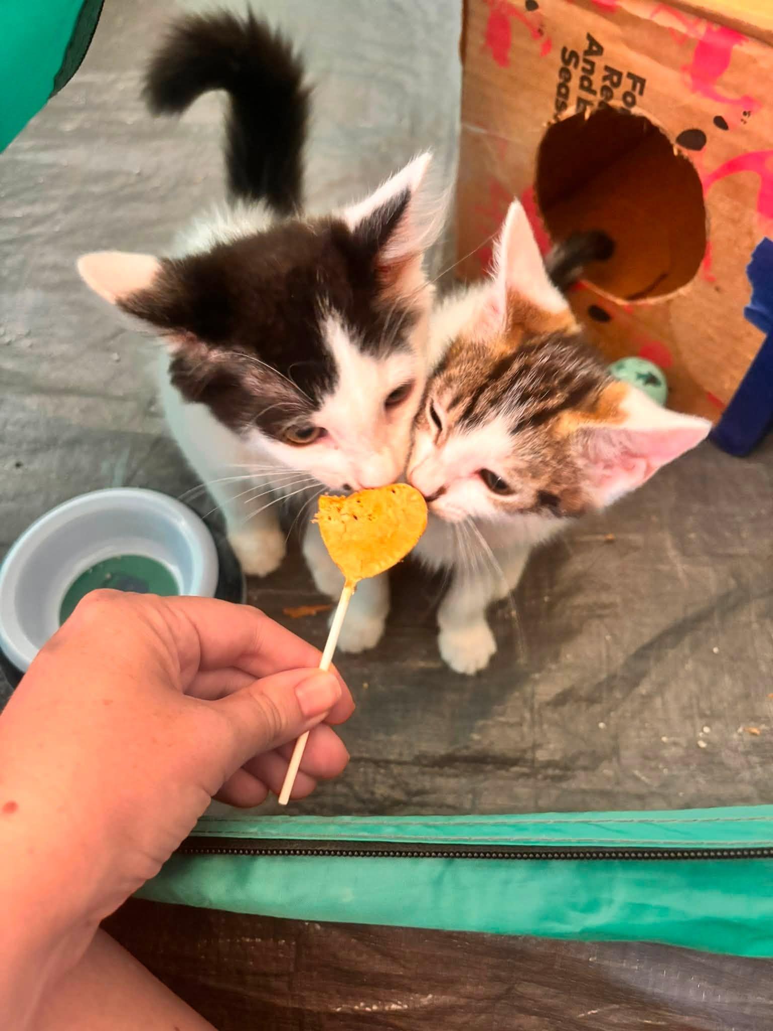 Pumpkin and Munchkin - Bonded Kittens, a Adoptable Domestic Short Hair in Enfield, CT image 5/6