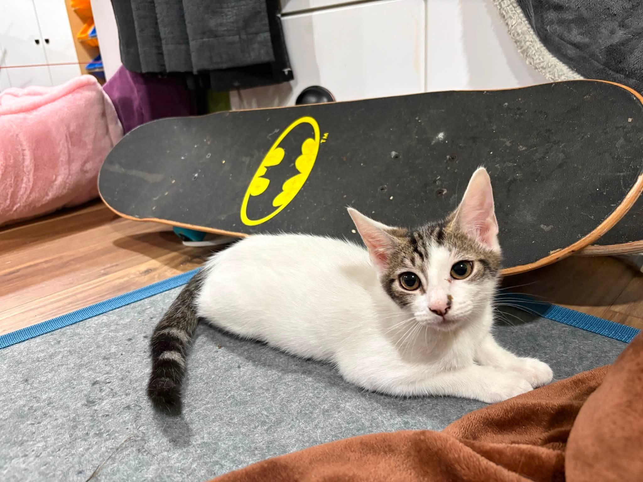 Enlarge Pumpkin & Munchkin - Kitten Bonded, a Adoptable Domestic Short Hair in Enfield, CT image 5/6