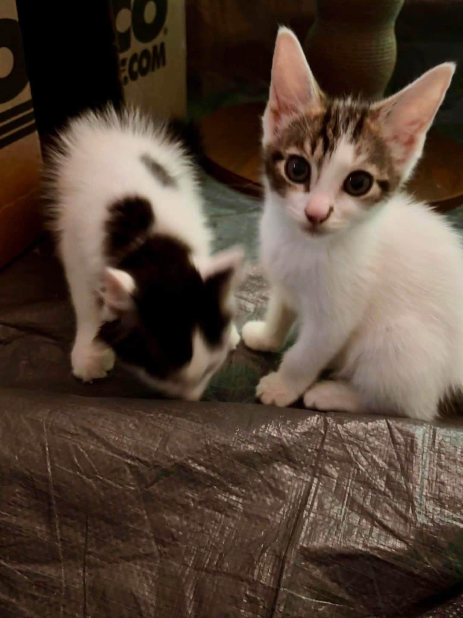 Pumpkin and Munchkin - Bonded Kittens, a Adoptable Domestic Short Hair in Enfield, CT image 6/6