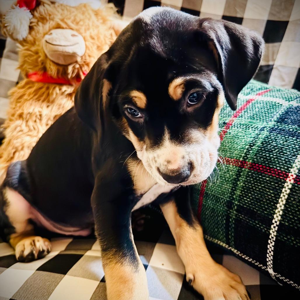 Enlarge Hugo, a Adoptable Mixed Breed in Oxford, ME image 1/1