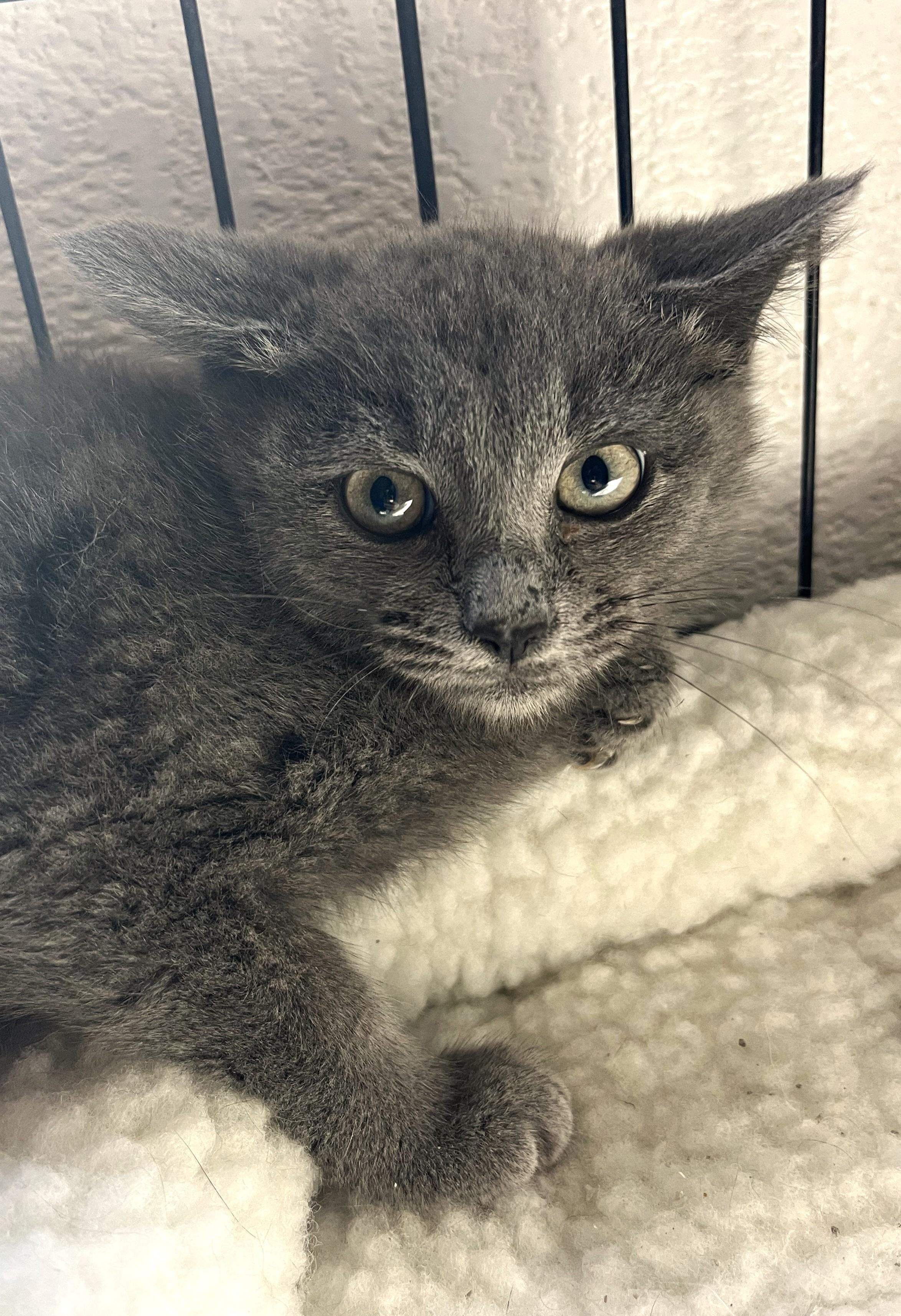 Elowyn 1313, adopted, Kitten Female Domestic Short Hair.