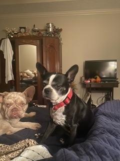 Enlarge Rosie Marie-4172- Prattville, AL, a Adoptable Boston Terrier in Maryville, TN image 1/4