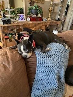 Enlarge Rosie Marie-4172- Prattville, AL, a Adoptable Boston Terrier in Maryville, TN image 2/4