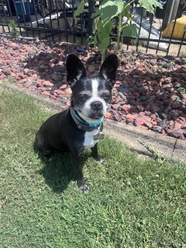 Enlarge Rosie Marie-4172- Prattville, AL, a Adoptable Boston Terrier in Maryville, TN image 3/5