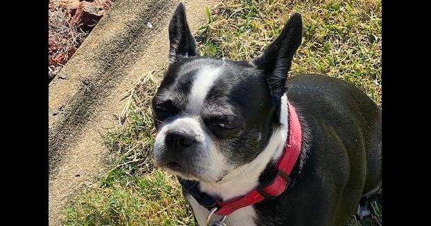 Rosie Marie-417-Prattville,2AL, Adoptable, Senior Female Boston Terrier.