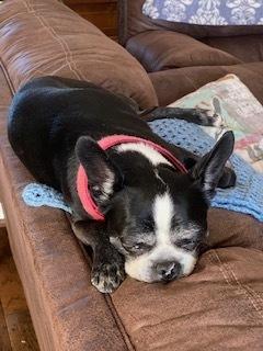 Enlarge Rosie Marie-4172- Prattville, AL, a Adoptable Boston Terrier in Maryville, TN image 4/4