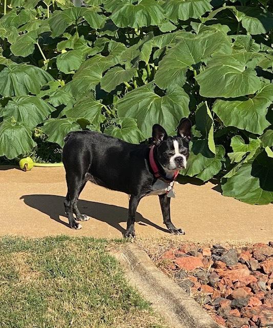 Rosie Marie-417-Prattville,2AL, a Adoptable Boston Terrier in Maryville, TN image 2/4