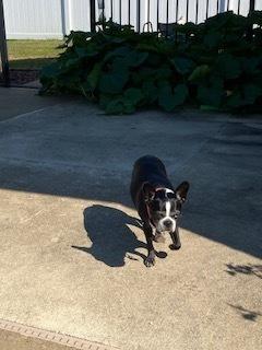 Rosie Marie-417-Prattville,2AL, a Adoptable Boston Terrier in Maryville, TN image 4/4