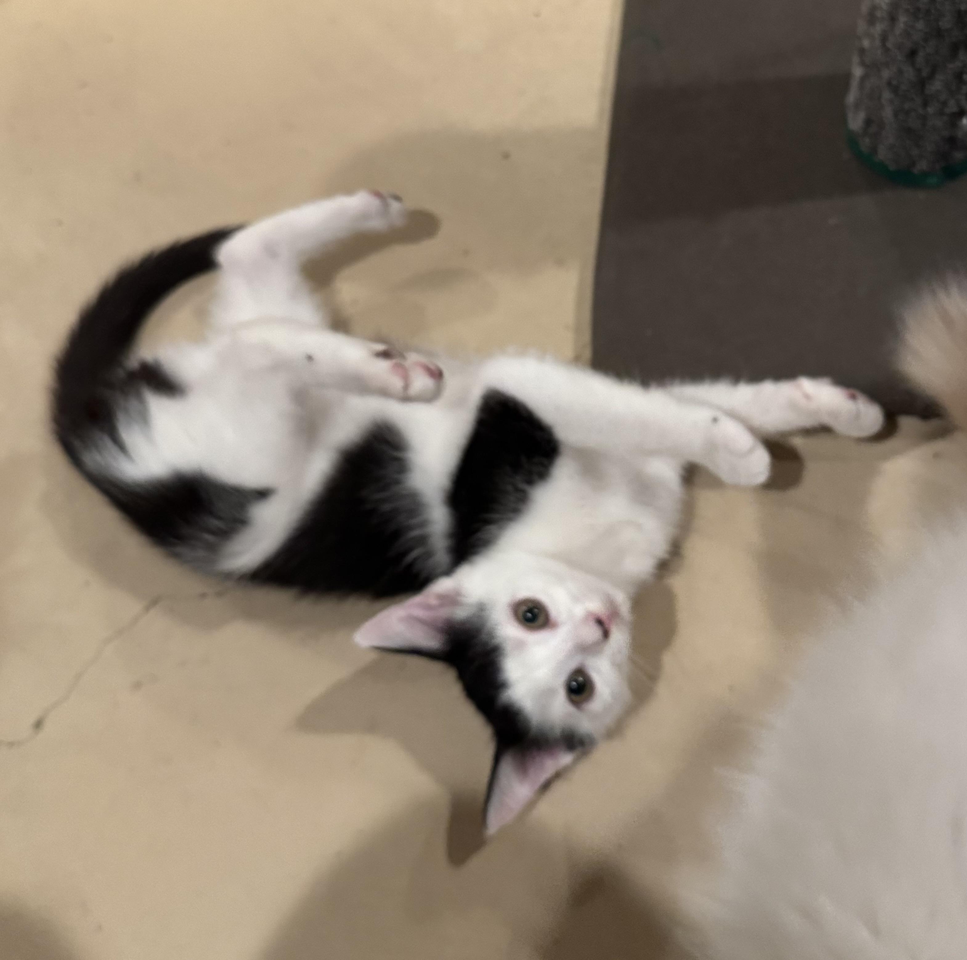 Magnolia, a Adoptable Domestic Short Hair in East Amherst, NY image 5/5