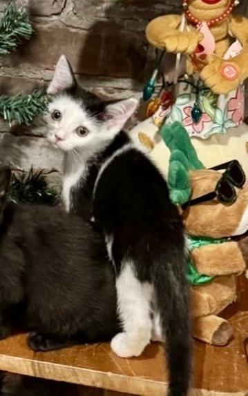 Magnolia, a Adoptable Domestic Short Hair in East Amherst, NY image 3/5
