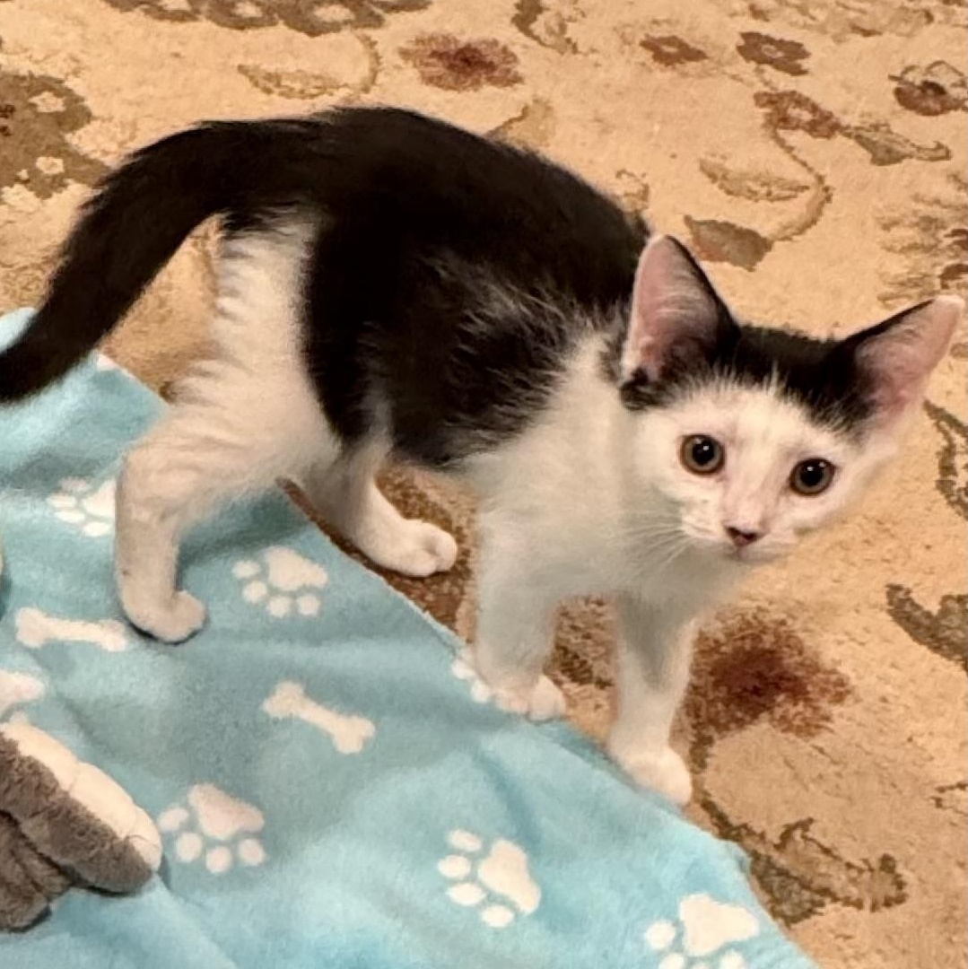 Magnolia, a Adoptable Domestic Short Hair in East Amherst, NY image 2/5