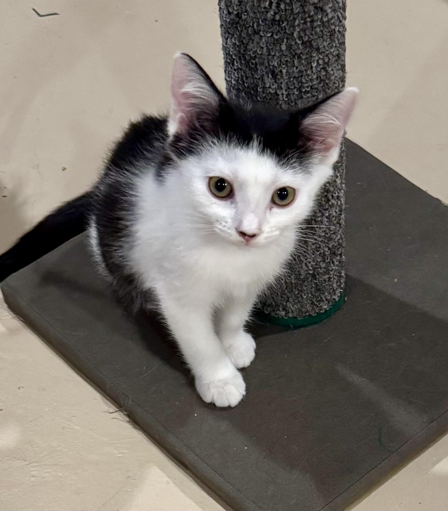 Magnolia, a Adoptable Domestic Short Hair in East Amherst, NY image 4/5