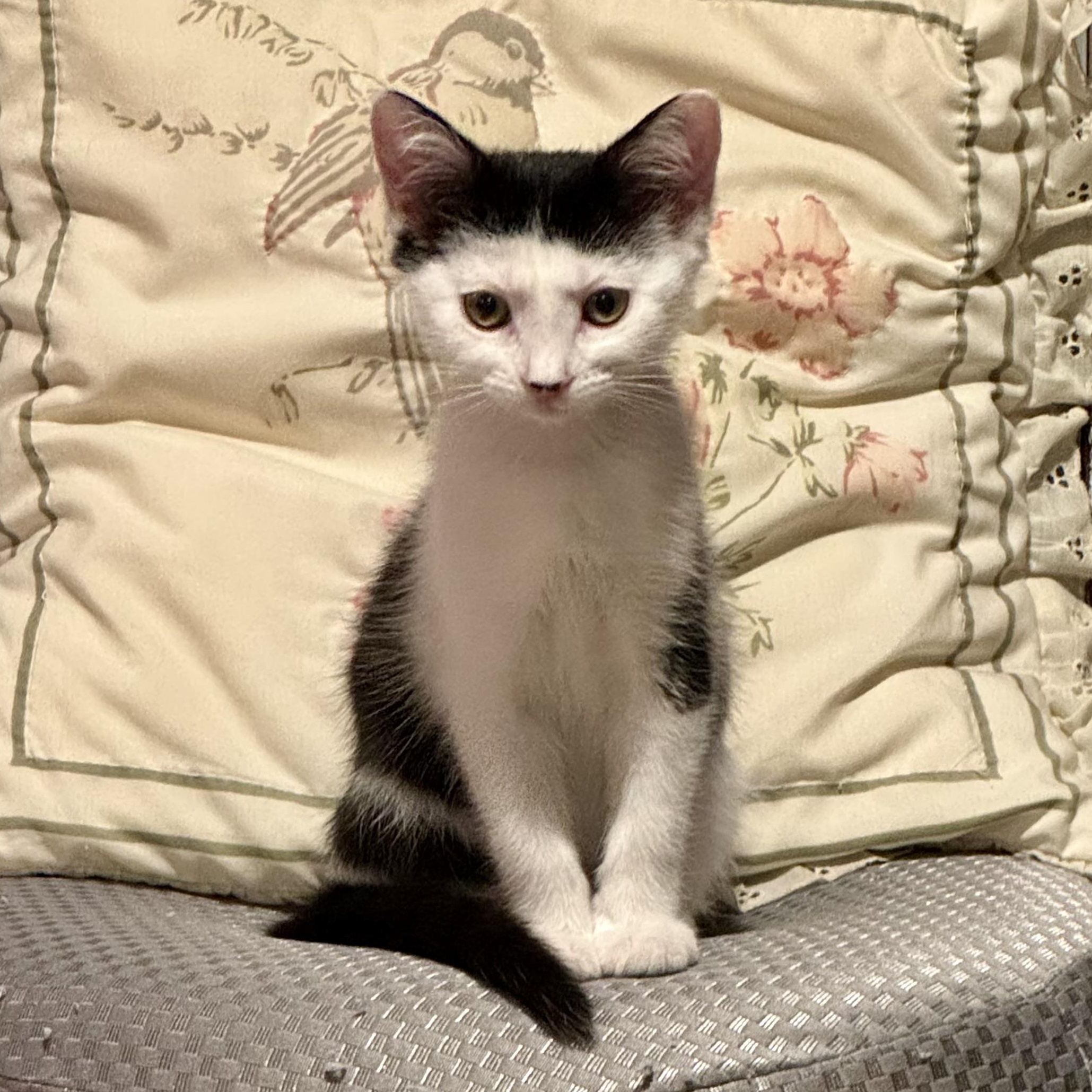 Magnolia, a Adoptable Domestic Short Hair in East Amherst, NY image 1/5