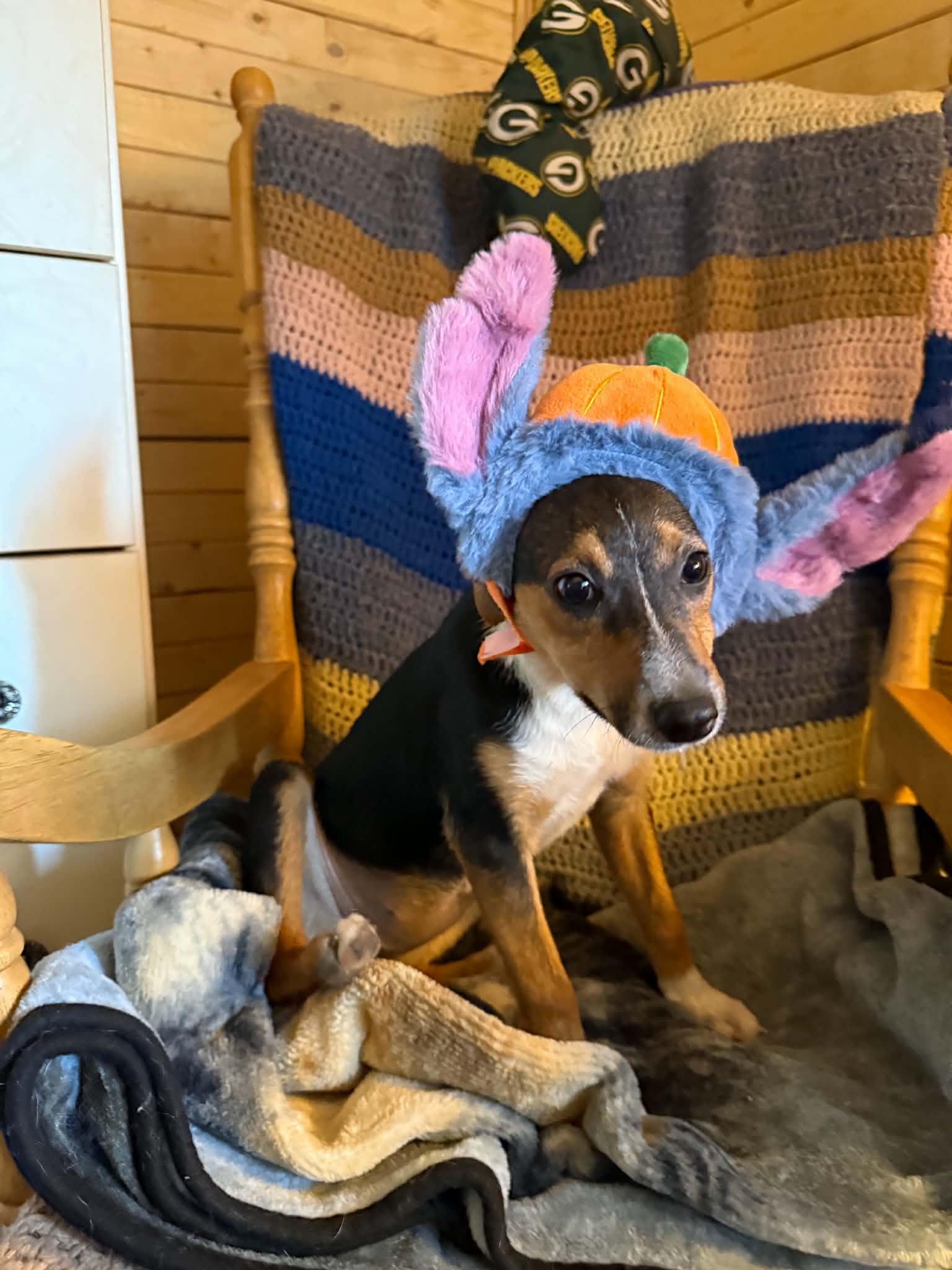 Enlarge Kay, a ADOPTABLE mixed breed in North Freedom, WI image 2/4
