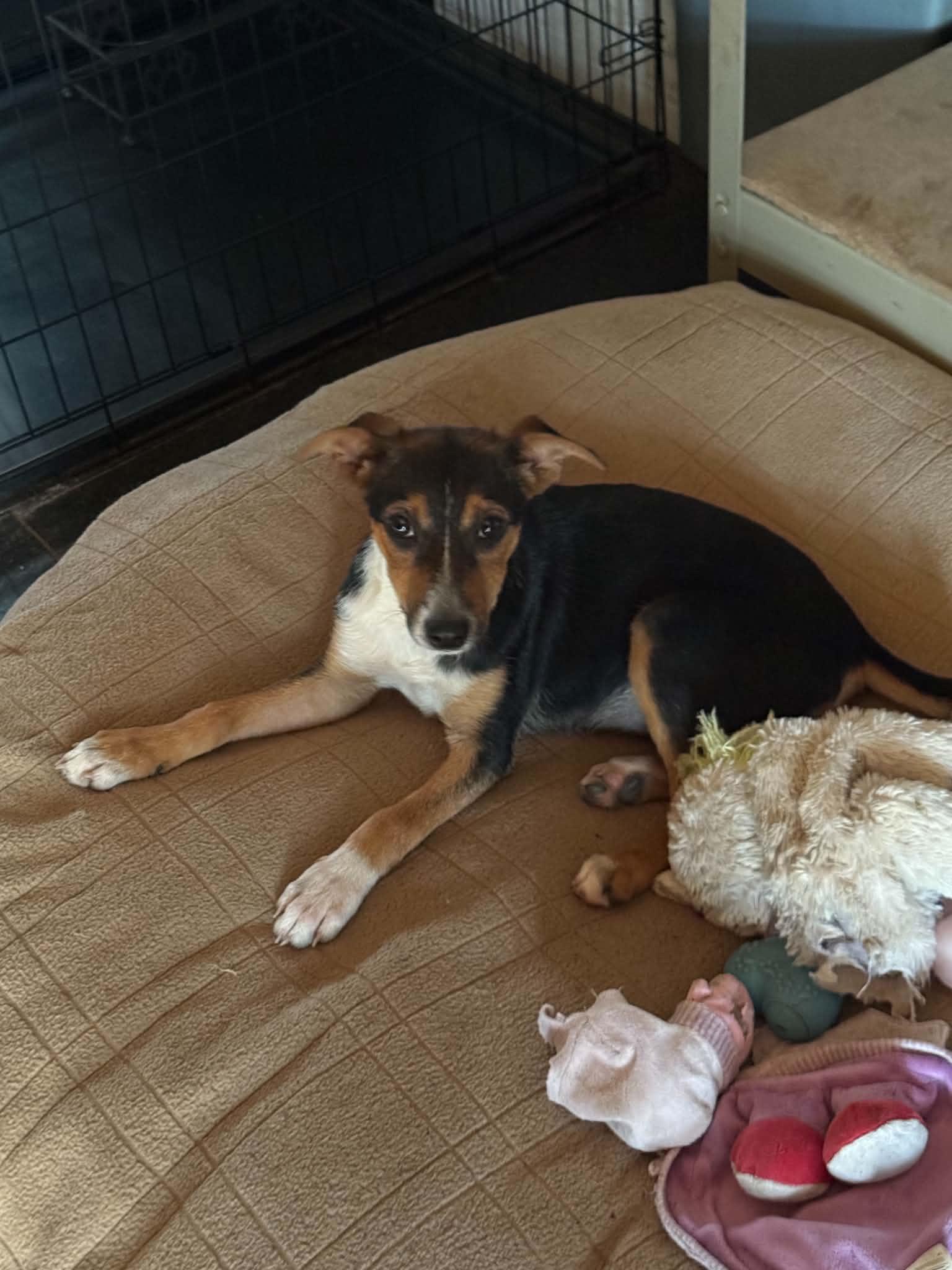 Enlarge Kay, a ADOPTABLE mixed breed in North Freedom, WI image 1/4