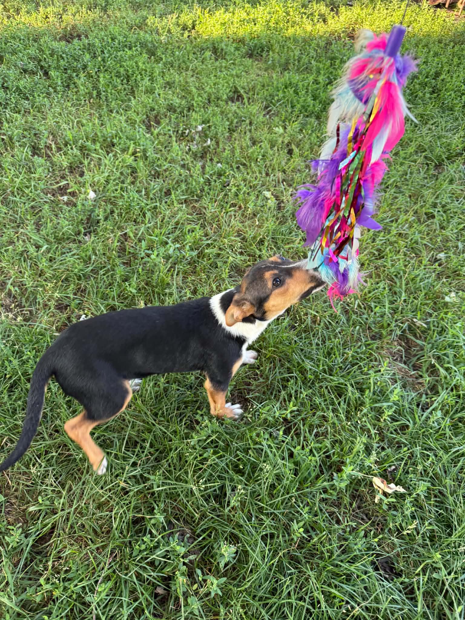 Enlarge Kay, a ADOPTABLE mixed breed in North Freedom, WI image 3/4