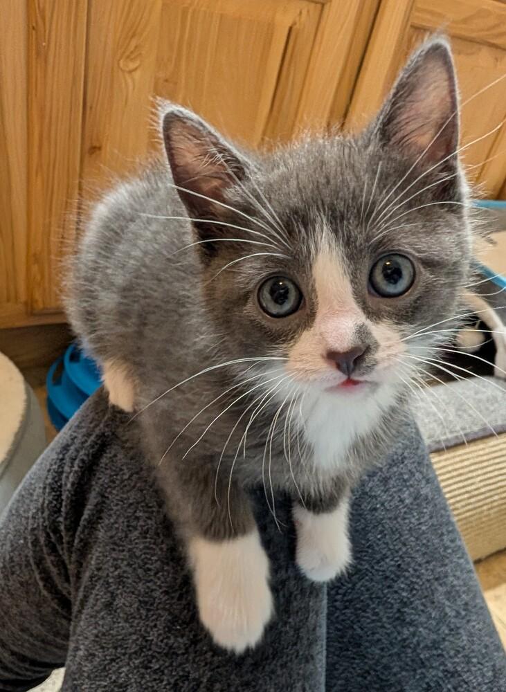 Lightning, Adoptable, Kitten Male Domestic Short Hair.