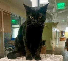 Enlarge Billy, a Adoptable mixed breed in San Diego, CA image 1/1