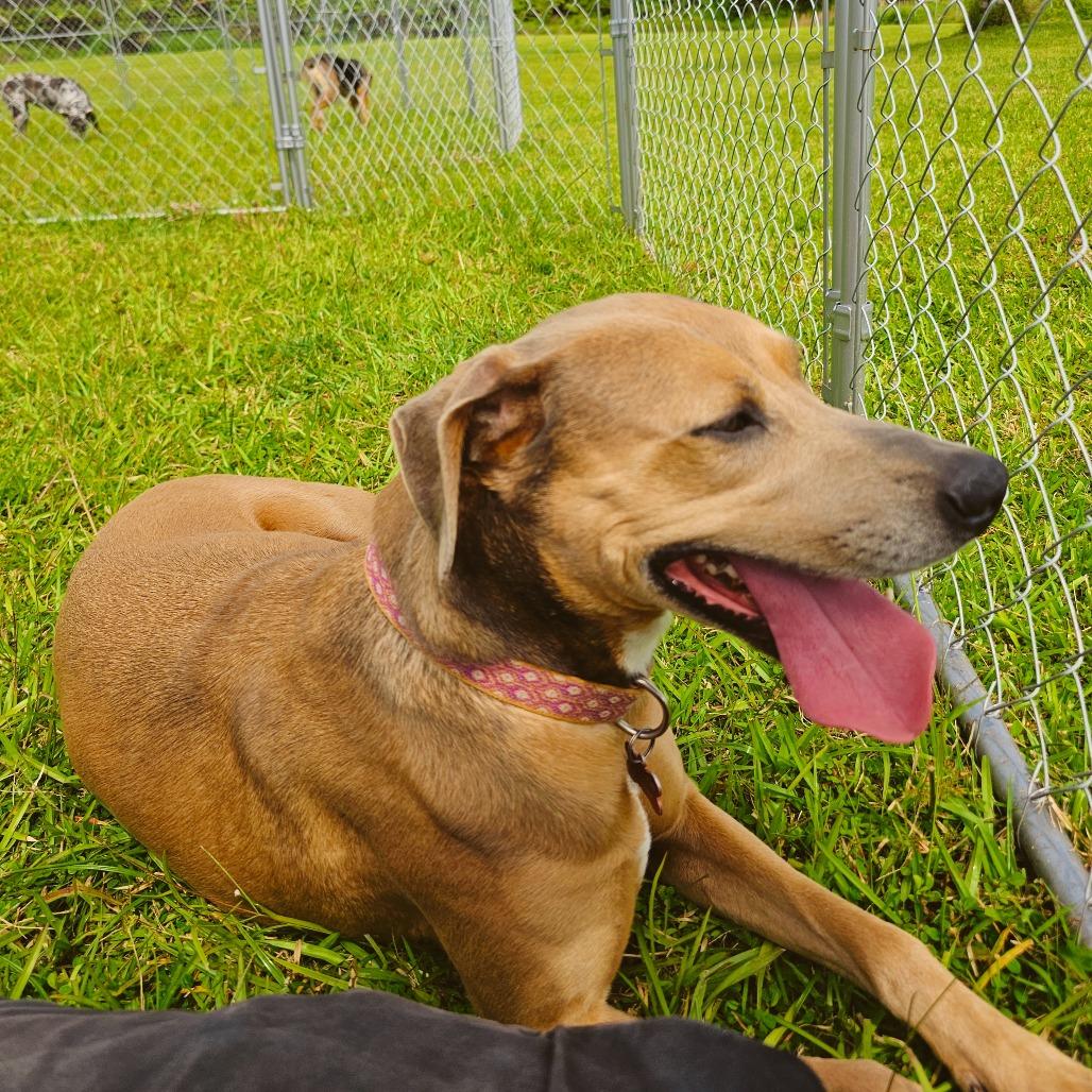 Cleo, Adoptable, Adult Female Mixed Breed.