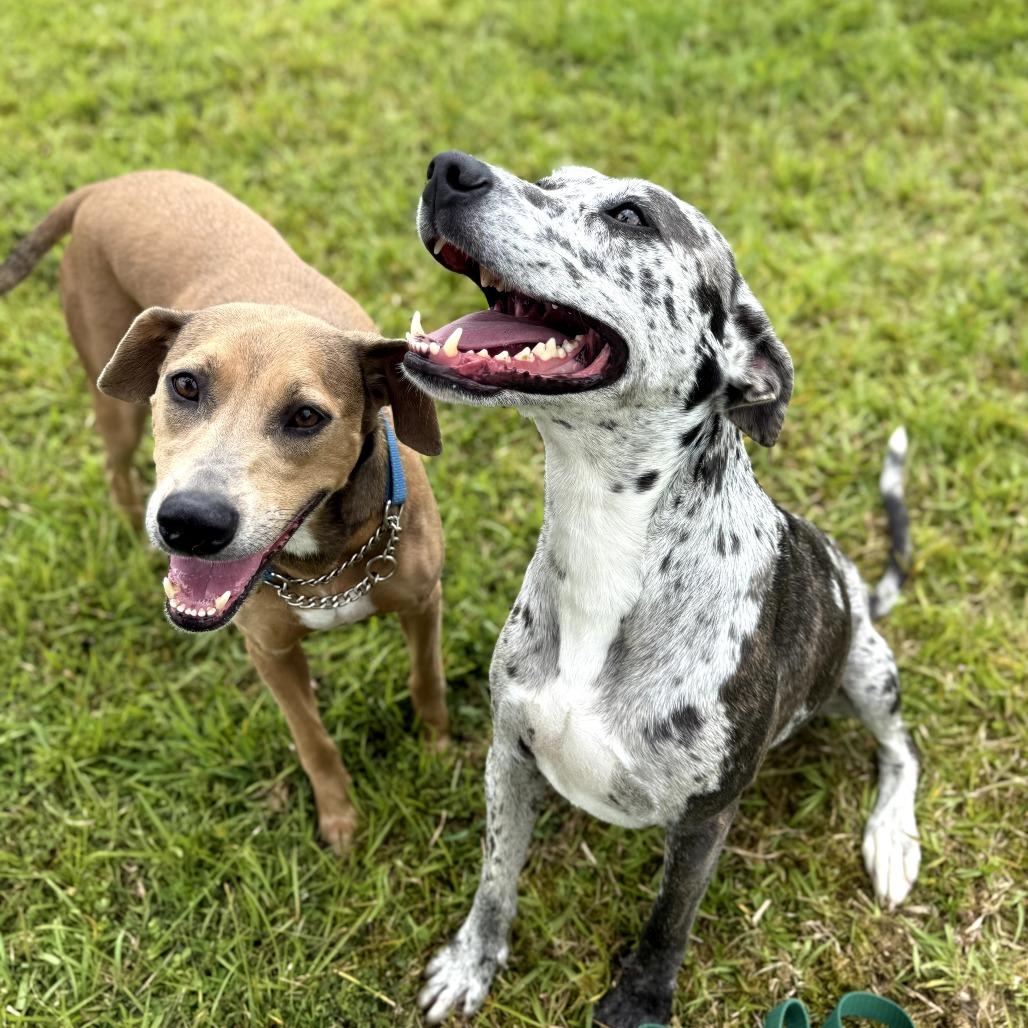 Cleo, a Adoptable Mixed Breed in Volcano, HI image 1/5