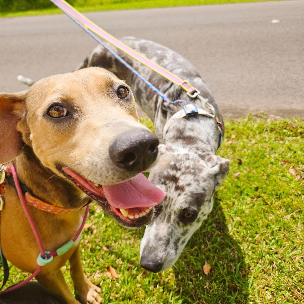 Cleo, a Adoptable Mixed Breed in Volcano, HI image 3/5