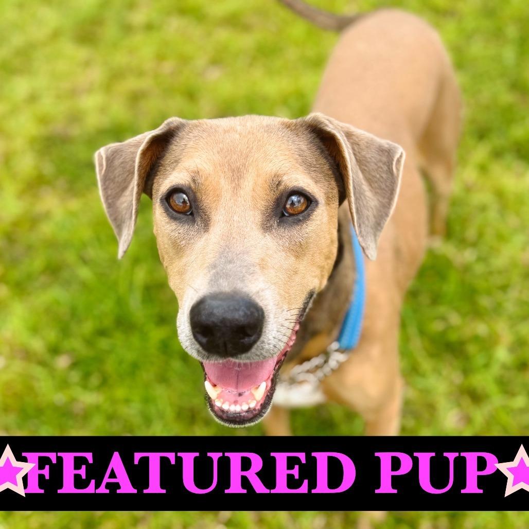 Cleo, Adoptable, Adult Female Mixed Breed.