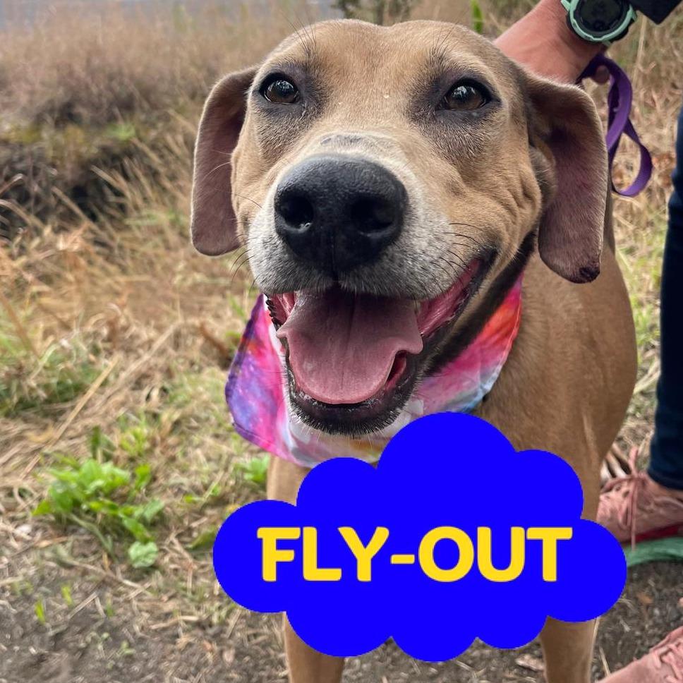 Enlarge Cleo, a Adoptable Mixed Breed in Volcano, HI image 4/6