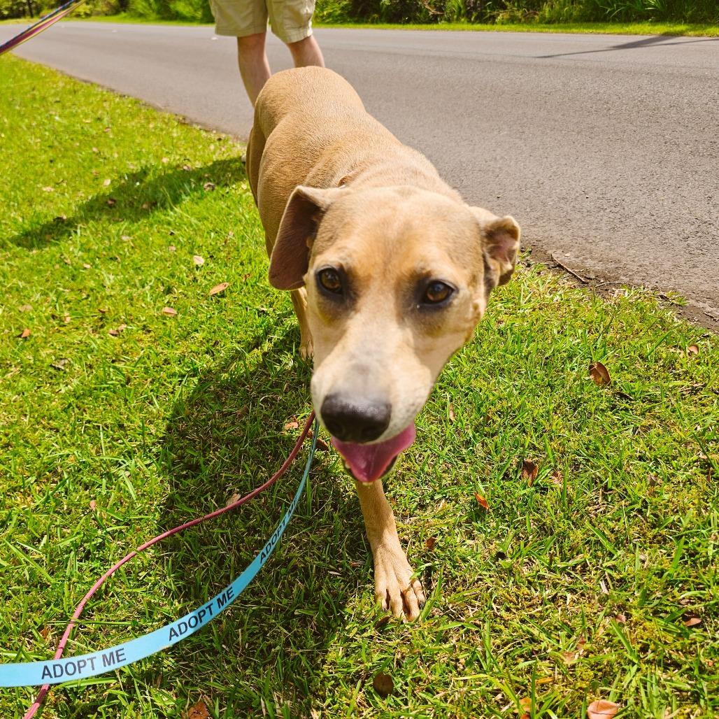 Cleo, a Adoptable Mixed Breed in Volcano, HI image 5/5