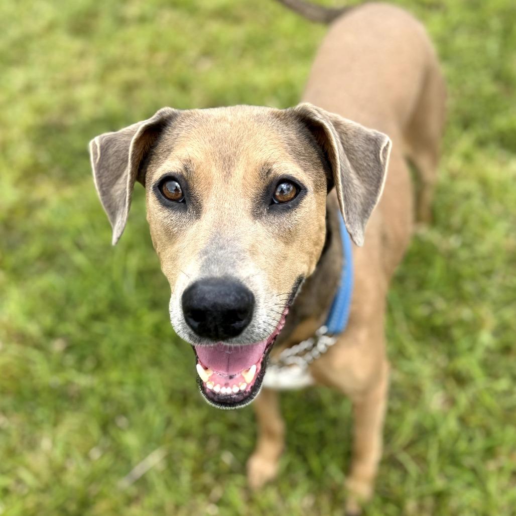 Enlarge Cleo, a Adoptable Mixed Breed in Volcano, HI image 6/6