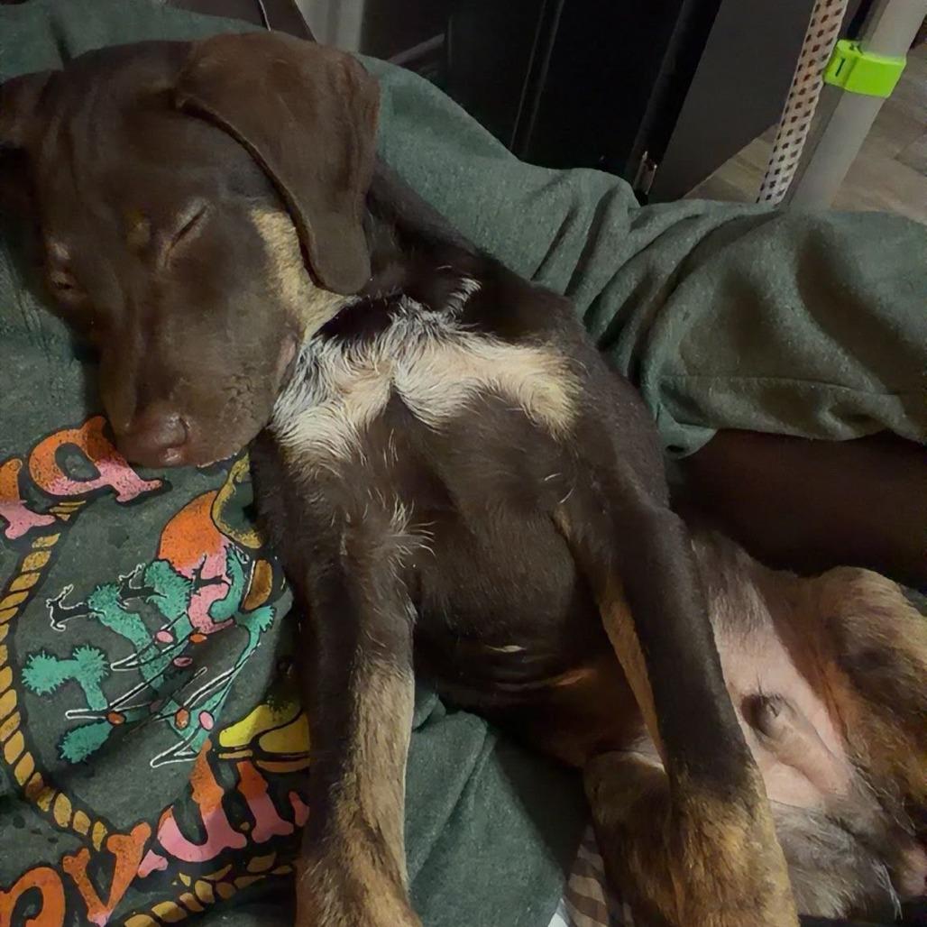 Werthers, Adoptable, Young Male German Shorthaired Pointer.