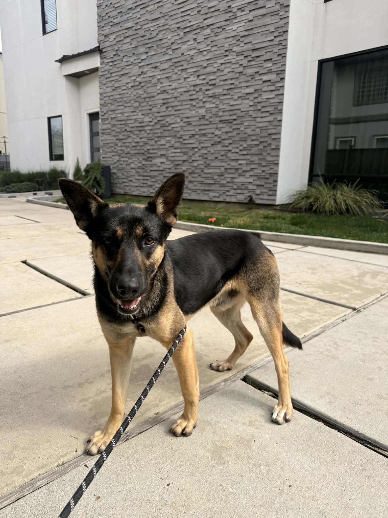 ARCHIE, an adopted German Shepherd Dog in Nashua, NH image 2/6